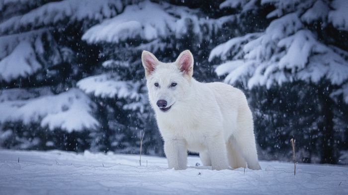 Dire Wolves